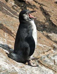 Pinguin im Außenbereich