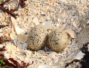 Eier der Austernfischer