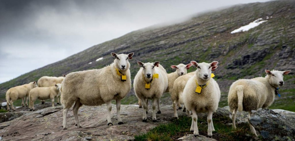 Schafe im Dienst des Tourismus-Marketings. Foto: Visit Norway. 